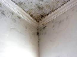 Mold Remediation for Rental Properties in Sixteen Mile Stand, OH